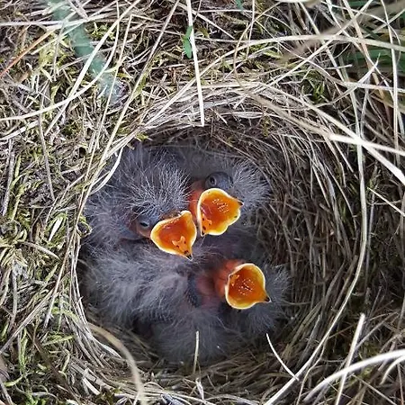 Samodzielny Dom Przy Lesie Jaktstuga *